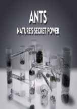 Las hormigas, el poder secreto de la Naturaleza