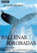 Ballenas Jorobadas