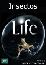 Life: Insectos