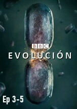 Evolucion Ep 3-5