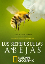 Los secretos de las abejas